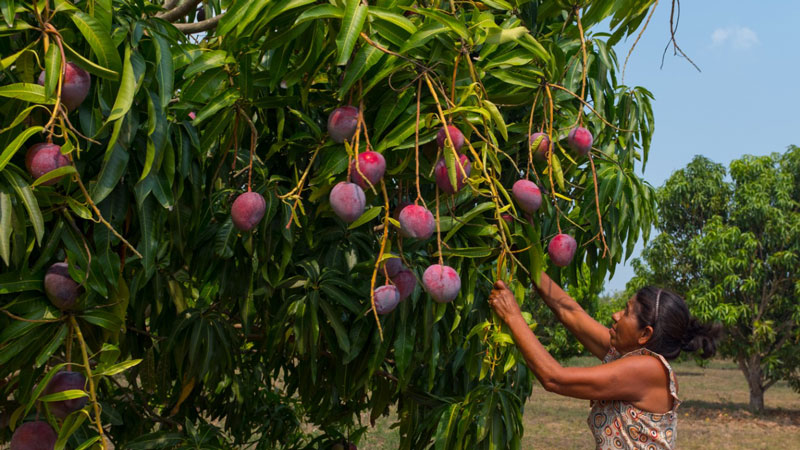 mangos4
