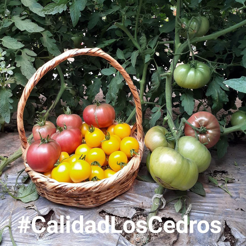 huerto-los-cedros-3